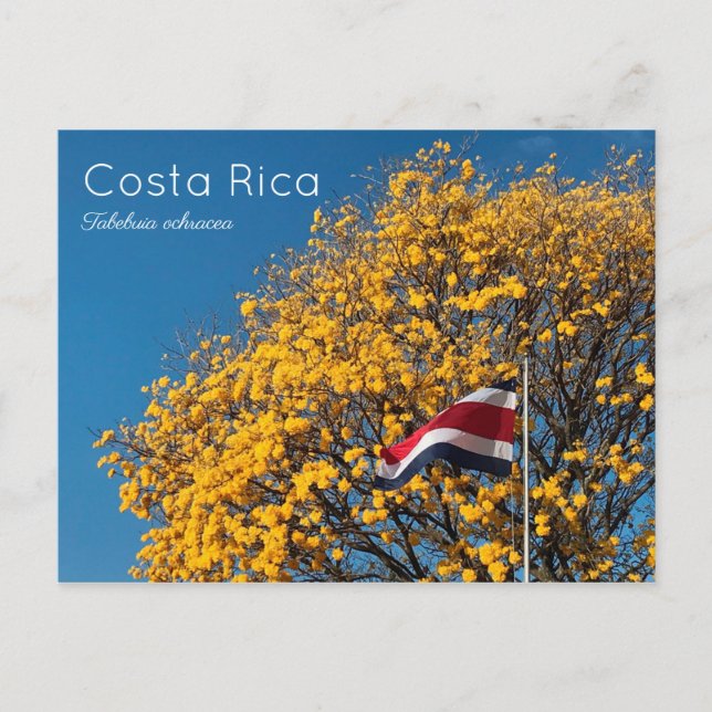 Cartão Postal Corteza amarilla Costa Rica (Frente)