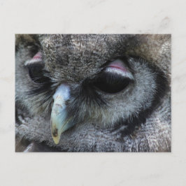 Cartão Postal Coruja