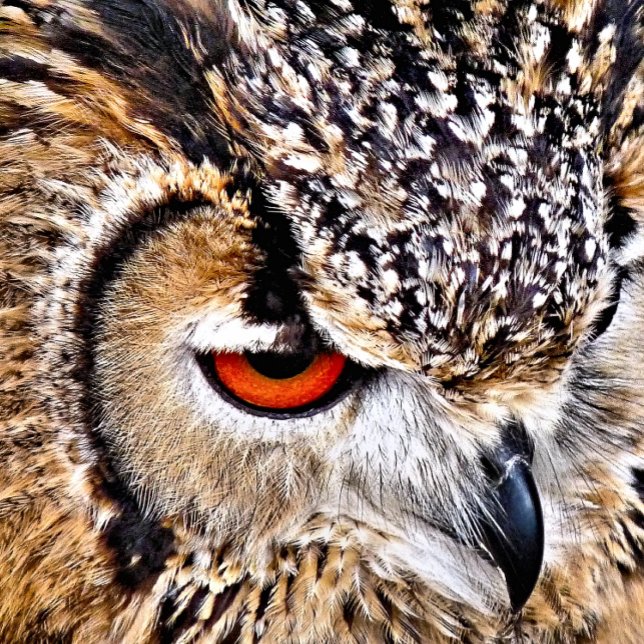 CARTÃO POSTAL CORUJA (A photographic design of a beautiful eagle-owl.)