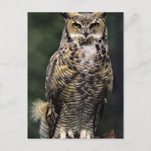 Cartão Postal Coruja-americana (Bubo virginianus), corpo inteiro