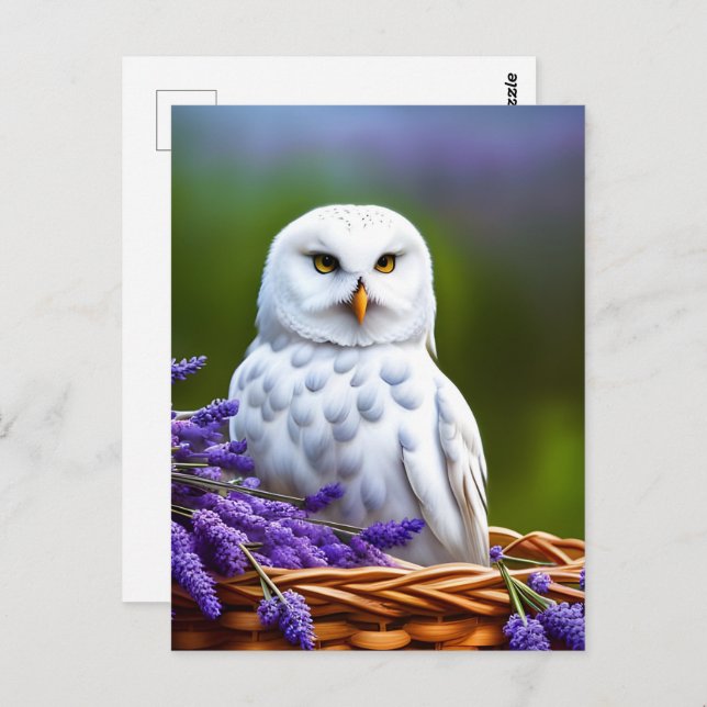 Cartão Postal Coruja Branca em Lavanda, Postcrossing (Frente/Verso)