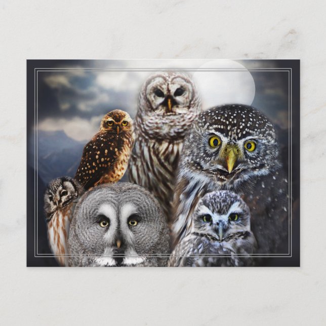 Cartão Postal Coruja Collage (Frente)
