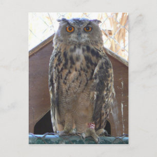 Cartão Postal Coruja-coruja