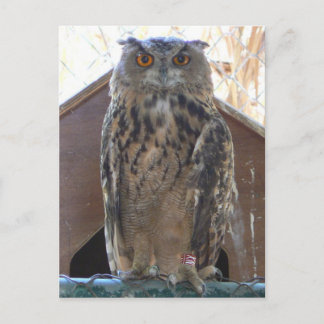 Cartão Postal Coruja-coruja