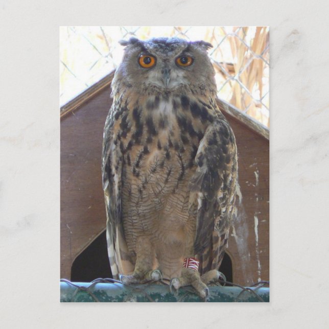 Cartão Postal Coruja-coruja (Frente)