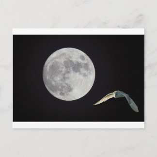 Cartão Postal Coruja-da-noite