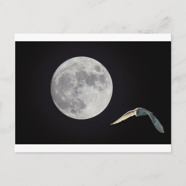 Cartão Postal Coruja-da-noite (Frente)