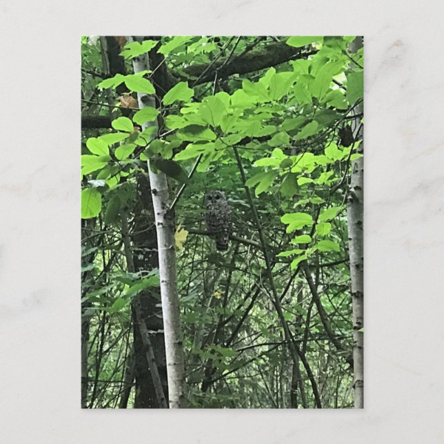 Cartão Postal Coruja das Árvores, Oregon (Frente)