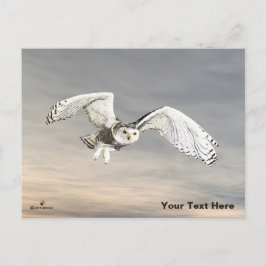 Cartão Postal Coruja-das-neves