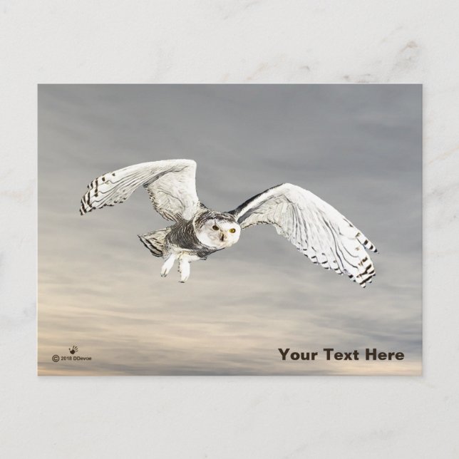 Cartão Postal Coruja-das-neves (Frente)
