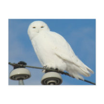 Coruja-das-neves B50