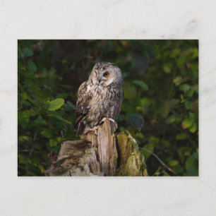 Cartão Postal Coruja-de-orelhas-longas entre folhas