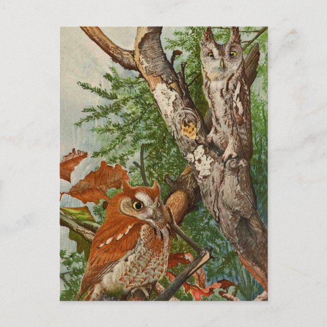 Cartão Postal Coruja de Tela (fases de cor) (Frente)