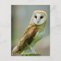 Coruja-do-mar (Tyto alba)