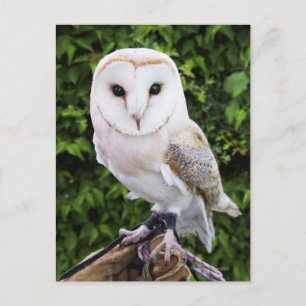Cartão Postal Coruja-do-mar (Tyto Alba) sobre luva