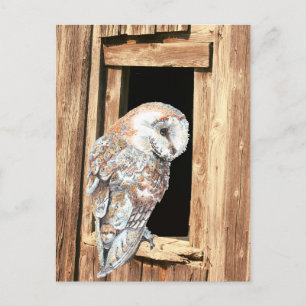 Cartão Postal Coruja em Arte da Natureza Animal da Janela do Cel