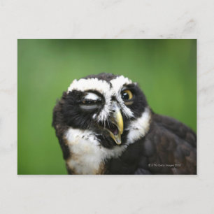 Cartão Postal Coruja Espetacada (Pulsatrix perspicillata)