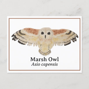 Cartão Postal Coruja Marsh