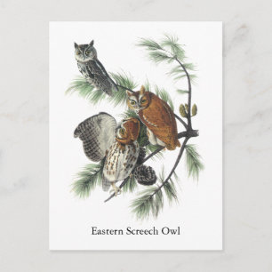Cartão Postal Coruja Oriental, John Audubon