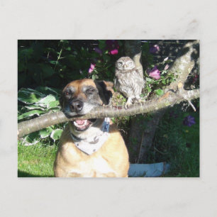 Cartão Postal Coruja pequena e cão grande