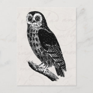 Cartão Postal Coruja Vintage Desenhando Corujas De Aves Retro