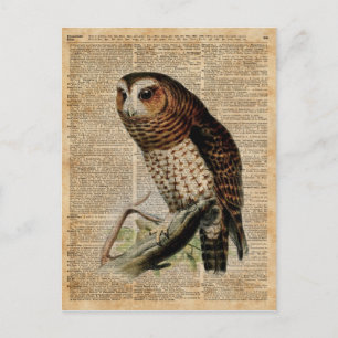 Cartão Postal Coruja Vintage Ilustração Zoologia Dicionário de A