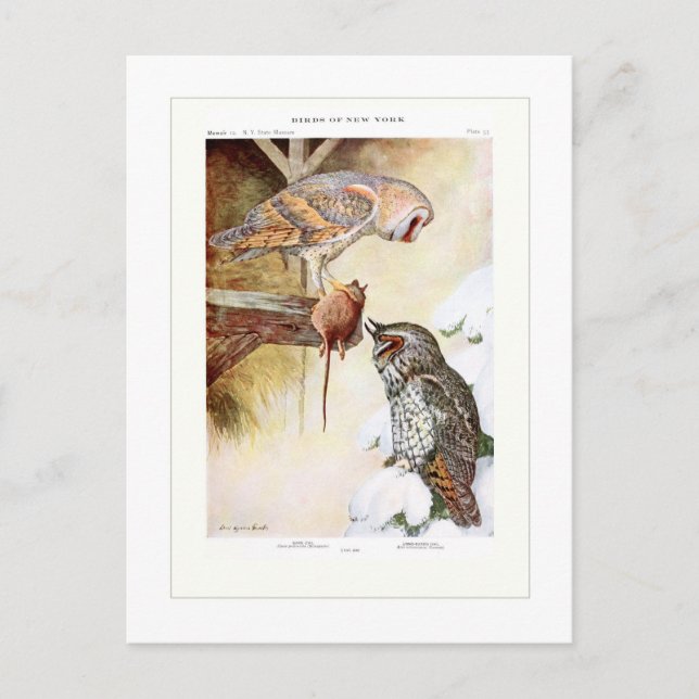 Cartão Postal Corujas de barão e de orelha longa (Frente)