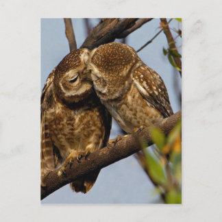 Cartão Postal Corujas se Beijando