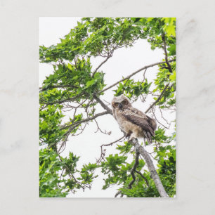 Cartão Postal Corujinha Em Um Galho De Árvore De Bordo