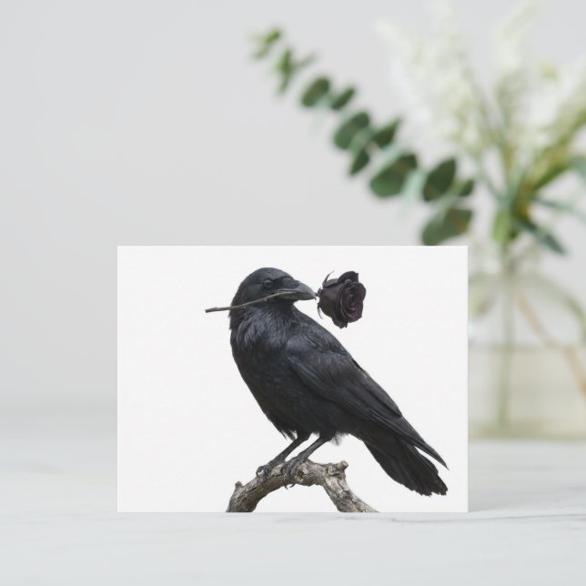 Cartão Postal Corvo (Em pé/Frente)