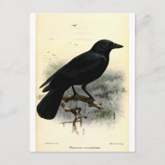 Cartão Postal Corvo