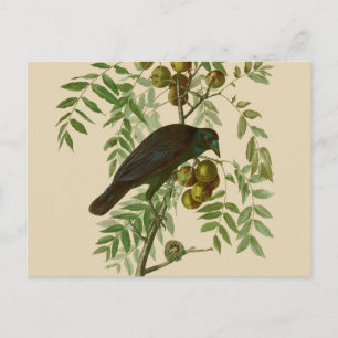 Cartão Postal Corvo Americano de Audubon Pássaro Preto