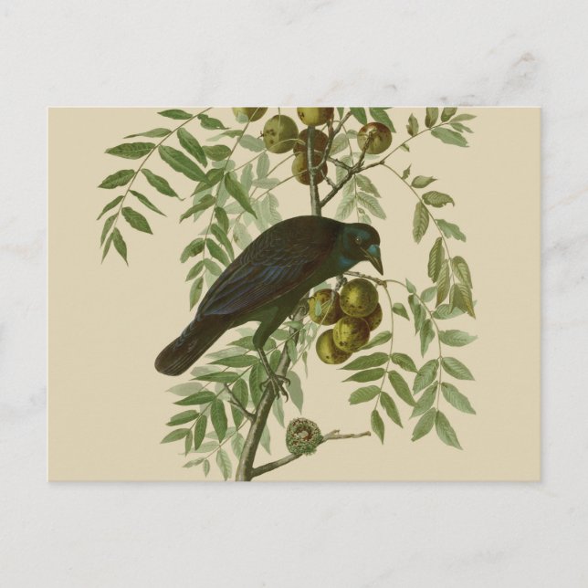 Cartão Postal Corvo Americano de Audubon Pássaro Preto (Frente)