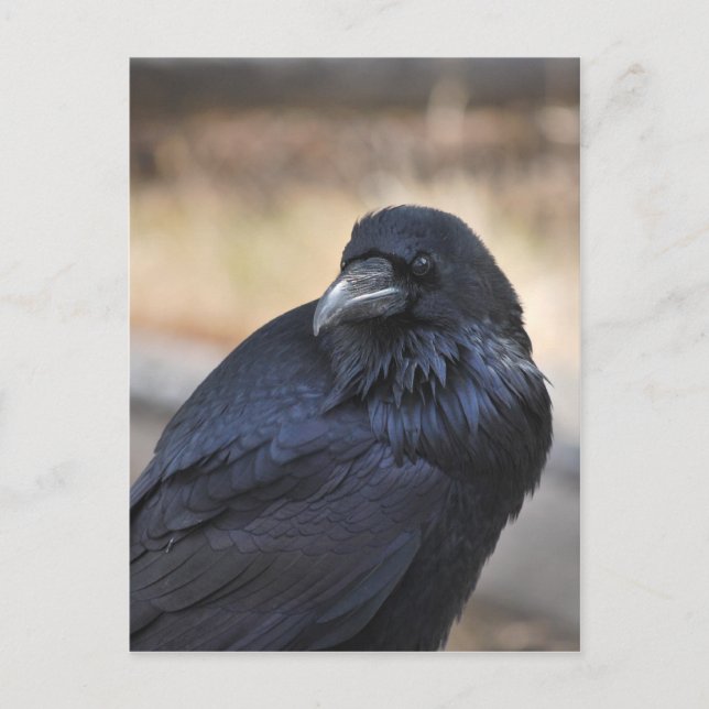 Cartão Postal Corvo de Yellowstone (Frente)