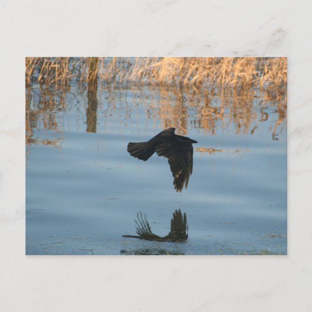 Cartão Postal Corvo Preto (Frente)