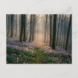Cartão Postal Corydalis florescendo em floresta de bordo ilumina
