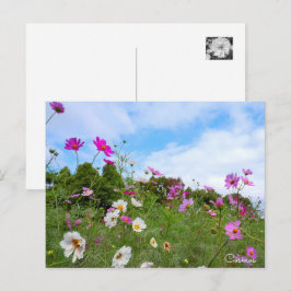 Cartão Postal Cosmos ポストカード
