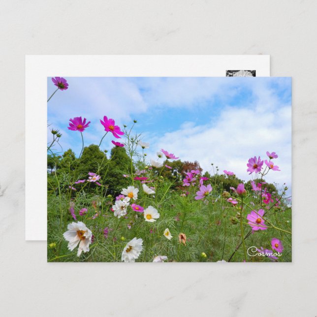 Cartão Postal Cosmos ポストカード (Frente/Verso)