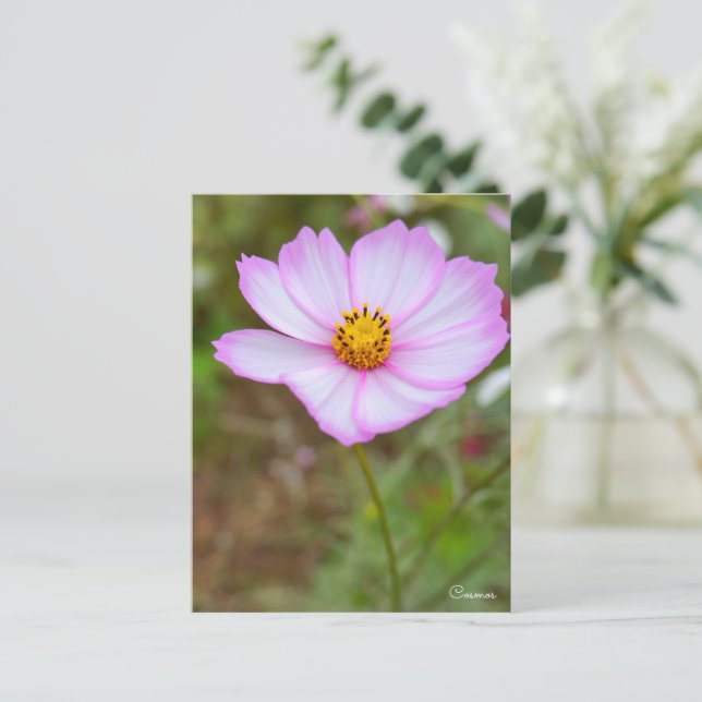 Cartão Postal Cosmos ポストカード (Em pé/Frente)