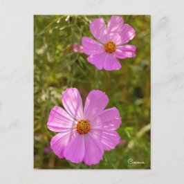 Cartão Postal Cosmos ポストカード