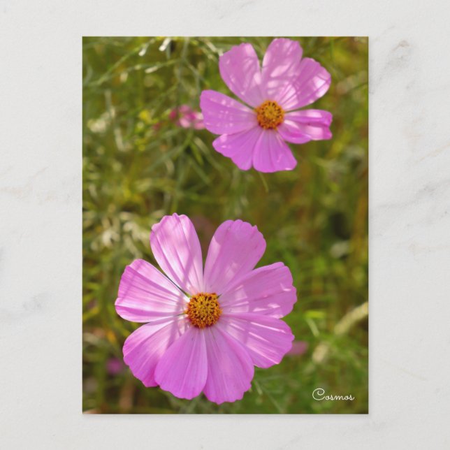 Cartão Postal Cosmos ポストカード (Frente)