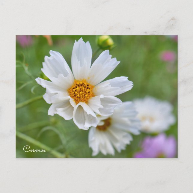 Cartão Postal Cosmos ポストカード (Frente)