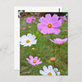 Cartão Postal Cosmos ポストカード