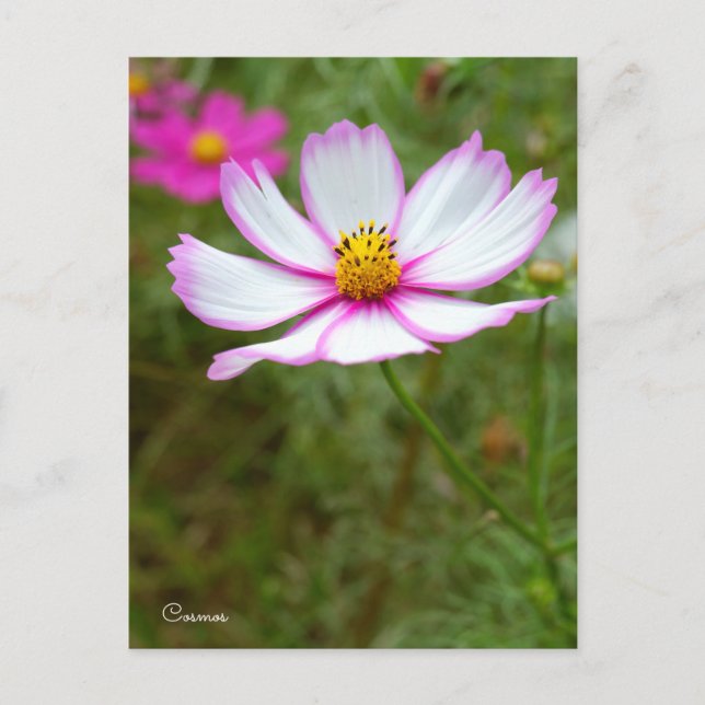 Cartão Postal Cosmos ポストカード (Frente)