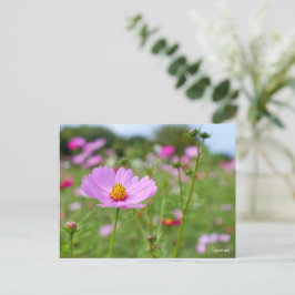 Cartão Postal Cosmos ポストカード