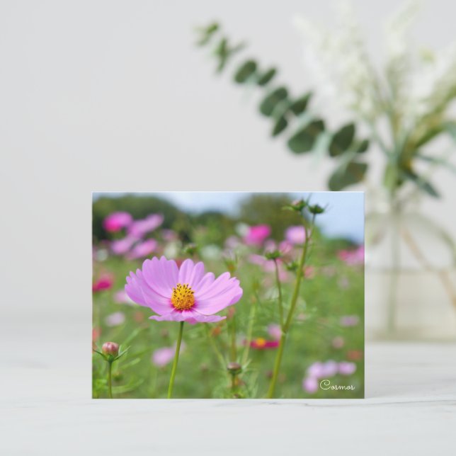 Cartão Postal Cosmos ポストカード (Em pé/Frente)