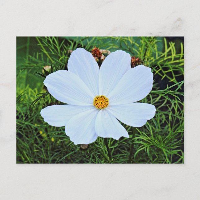 Cartão Postal Cosmos Branco (Frente)