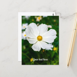 Cartão Postal Cosmos Branco
