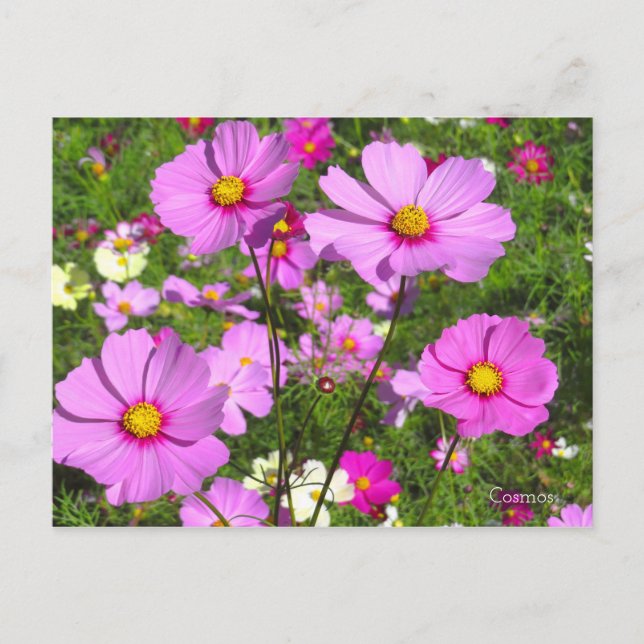 Cartão Postal Cosmos [Cartão Postal] (Frente)