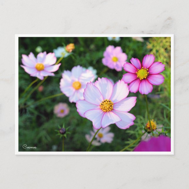 Cartão Postal Cosmos [Cartão Postal] (Frente)